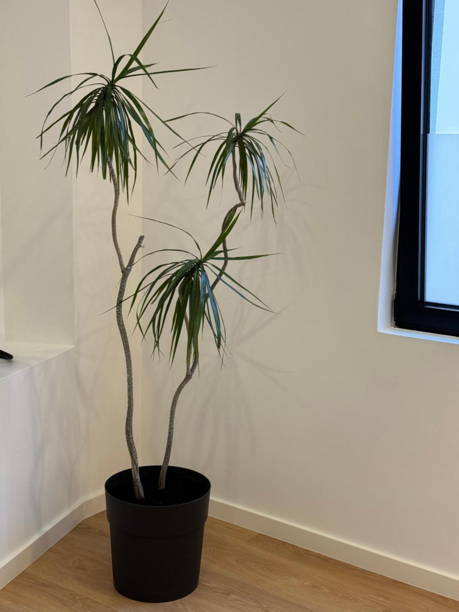 Living Pdl 2 Daire Ponta Delgada Dış mekan fotoğraf
